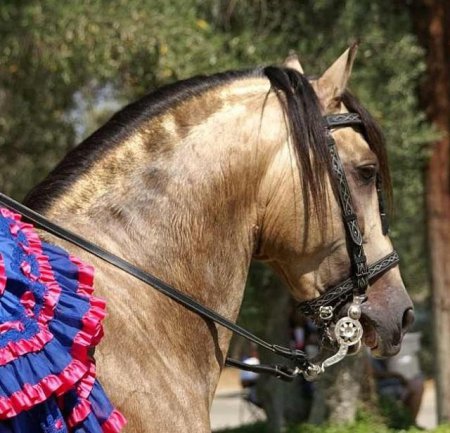 Ацтекская порода лошадей: фото, описание, история происхождения