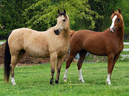 Фото двух лоадей рыжей и буланой масти