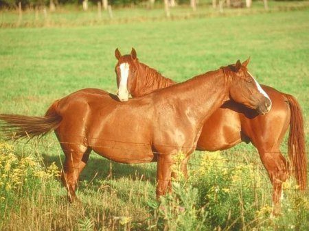 Фото двух рыжих лошадей в поле