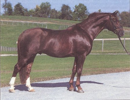Вюрттембергская лошадь