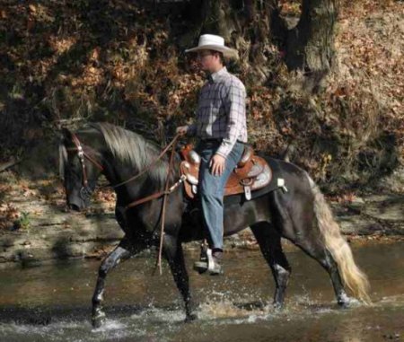 Фото лошади породы Роки Маунти
