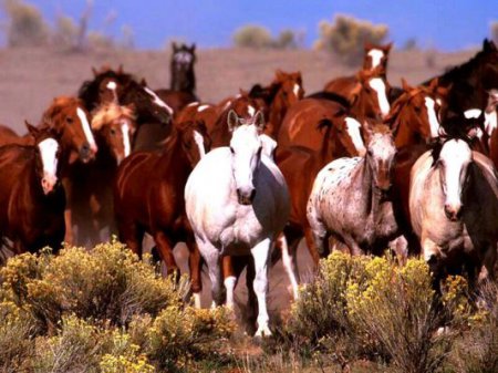 Масти диких лошадей