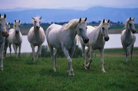 История кличек лошадей