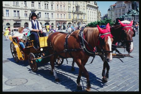 Фото двух лошадей, запряженных в повозку