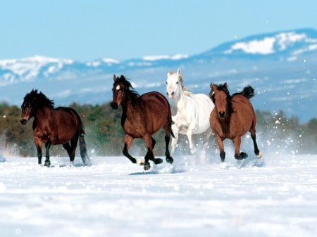 Следим за здоровьем лошади в холода.