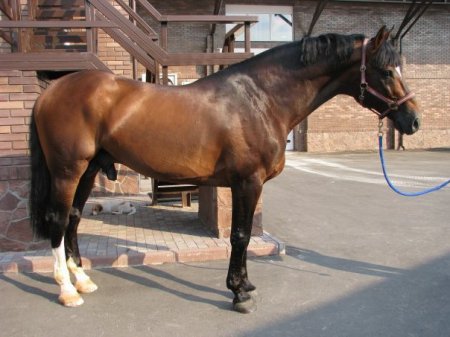 Фото лошади гнедой масти голштинской породы