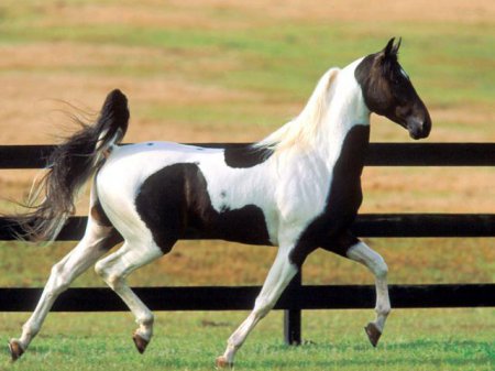 Теннессийская прогулочная порода лошадей: фото, описание, история происхождения