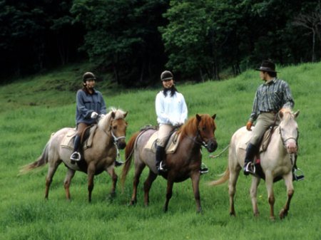 Фото пони породы хаккайдо