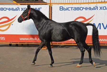 Фото лошади породы шагия араб вороной масти