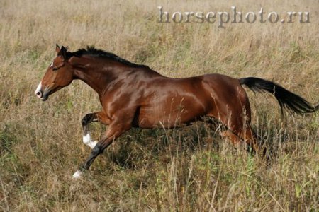 Фото лошади породы шагия араб гнедой масти