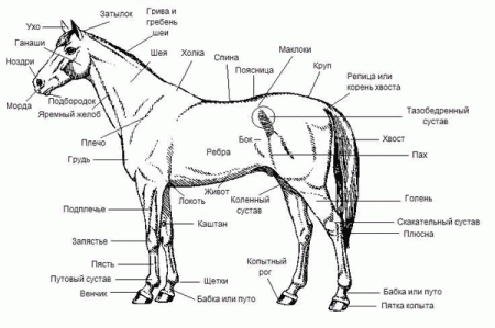 Экстерьер и  строение лошади