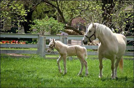 Фото американской кремовой кобылы с жеребенком