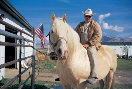 Фото американской кремовой лошади