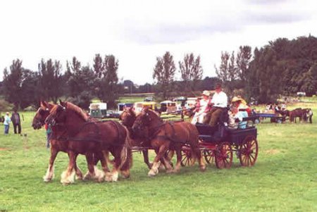 Фото лошадей шлезвингской породы
