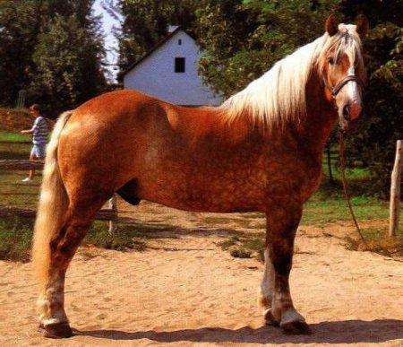 Фото лошади шлезвингской породы игреневой масти