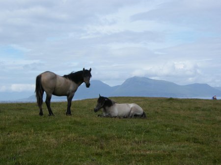 Фото двух хайленд пони