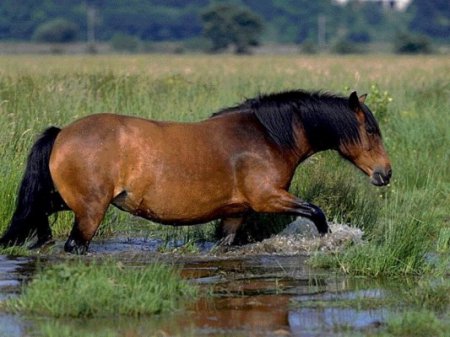 Хайленд пони (highland pony): фото, описание, история происхождения