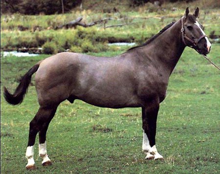 Канадская порода лошадей