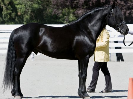 Фото канадской лошади
