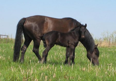 Фото канадской лошади