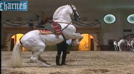 Видео про Чистокровных испанских лошадей