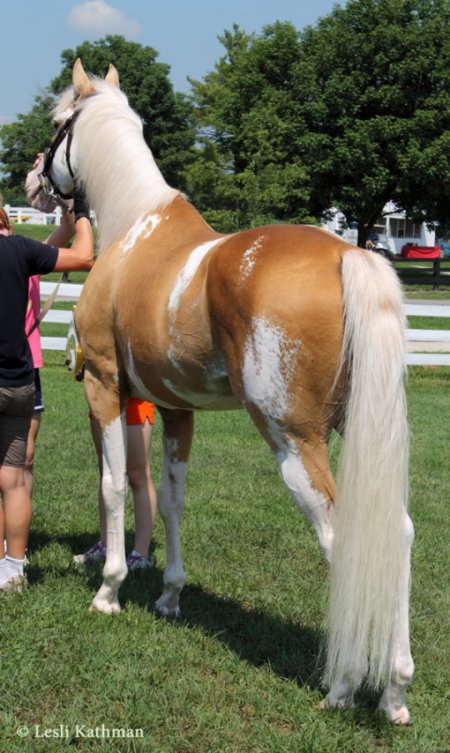 Фото лошади Сато