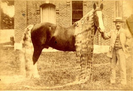 Линус - самая длинногривая и длиннохвостая лошадь в мире
