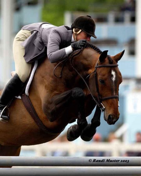 Фото лошади по кличке ЖЖ Валентина (GG Valentaine)