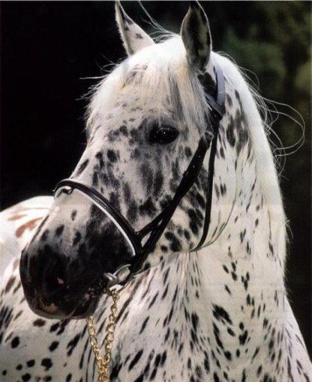Фото лошади породы аппалуза чубарой масти