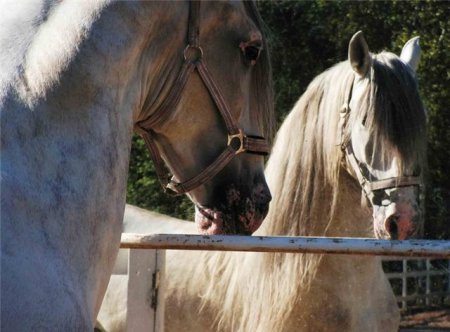 Фото андалузской лошади серой масти