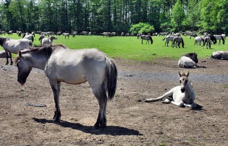 Пони породы Дюльмен