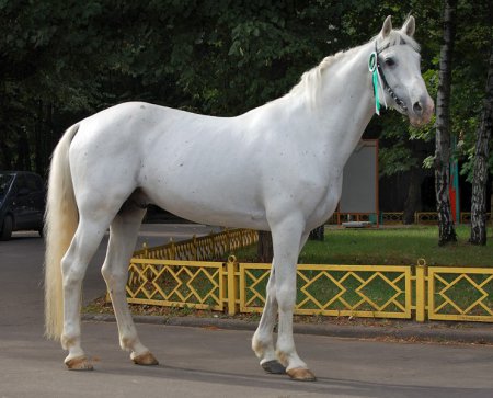 Порода лошадей Хакнэ: фото, описание, история происхождения » Сайт о лошадяхKoHuKu.ru
