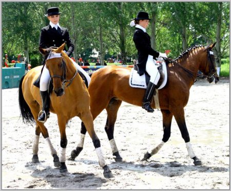 Фото выездки