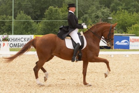 Фото выездки