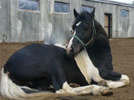 Фото лошади вороно-чубарой масти