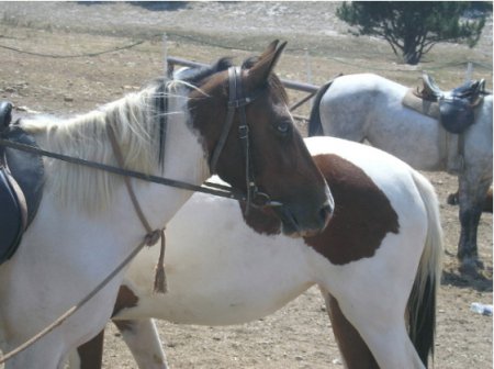 Фото лошадей пегой масти