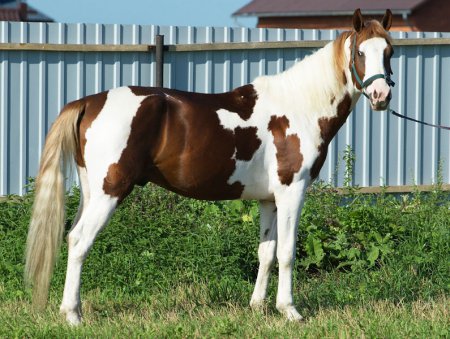 Фото лошади рыже-пгой масти