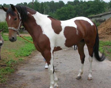 Фото лошади гнедо-пегой масти