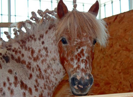 Фото лошади чубарой масти