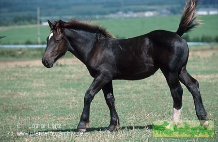 Лошадь породы нормандский коб
