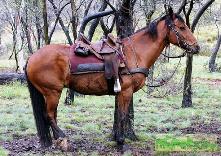 Лошадь породы сток хорс