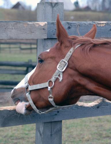 Вредные привычки у лошадей: всё о них и как от них избавиться