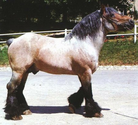 Фото лошади породы арден гнедо-чалой масти