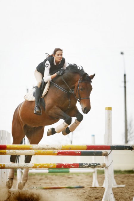 Баварская теплокровная лошадь