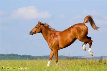 Баварская теплокровная лошадь