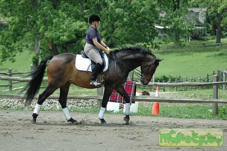 Баварская теплокровная лошадь
