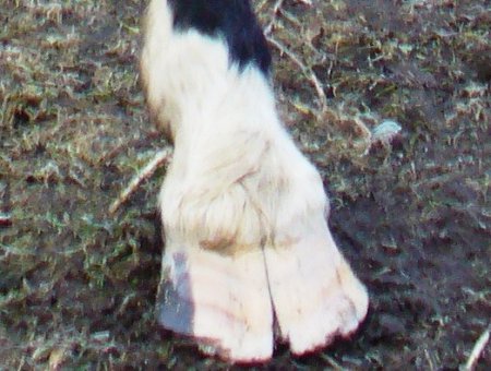 Трещина копыта