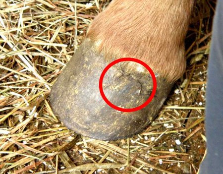 Трещина копыта