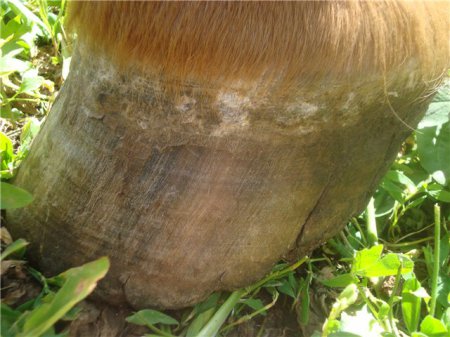 Трещина копыта