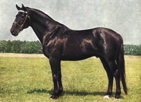 Фото лошади породы нониус